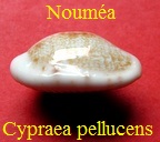 talostolida pellucens Noumea